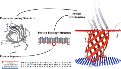 TMPSS: A Deep Learning-Based Predictor for Secondary Structure and Topology Structure Prediction of Alpha-Helical Transmembrane Proteins